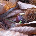 Chestnut growing